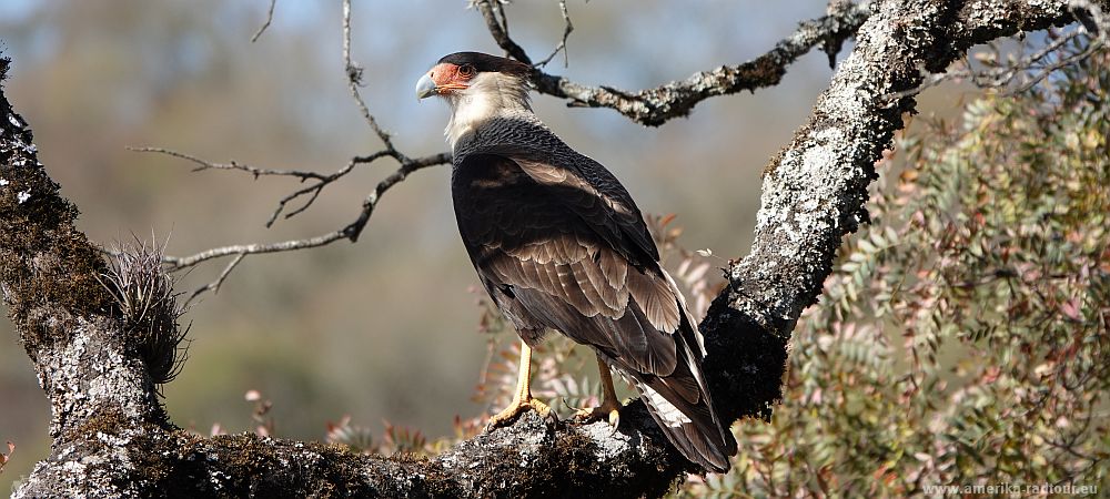 Cycling with Caracaras: following the Camino de Cornisa by bicycle.   