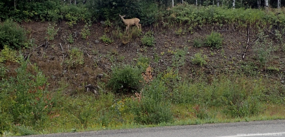 Yellowhead Highway