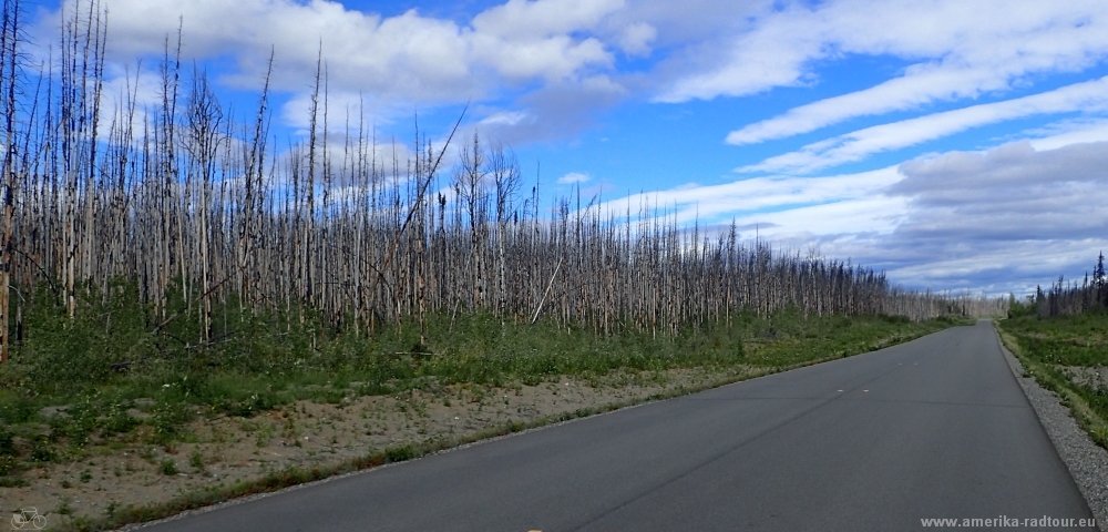 British Columbia and Yukon by bicycle: Cycling the Cassiar Highway northbound. Stage from Jade City to Nugget City on the Alaska Highway.    