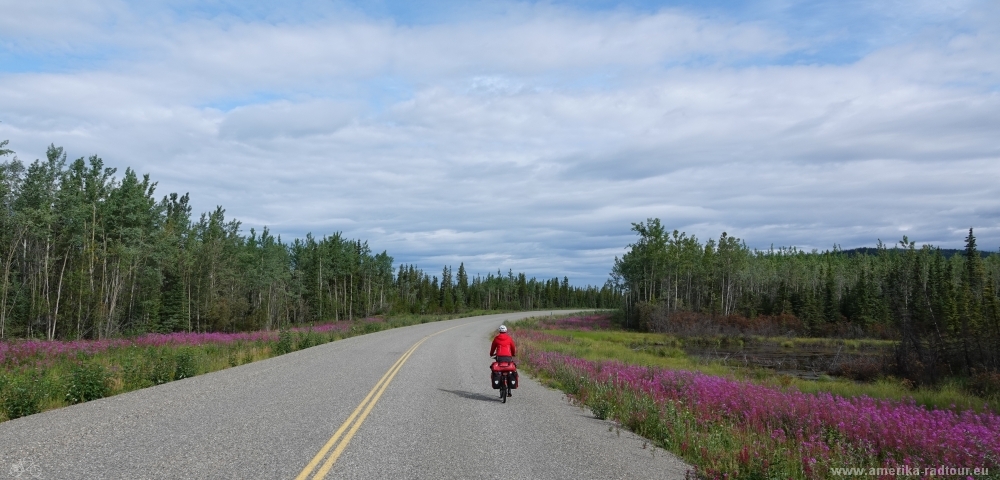 Mit dem Fahrrad über den Klondike Highway von Whitehorse nach Dawson City.  