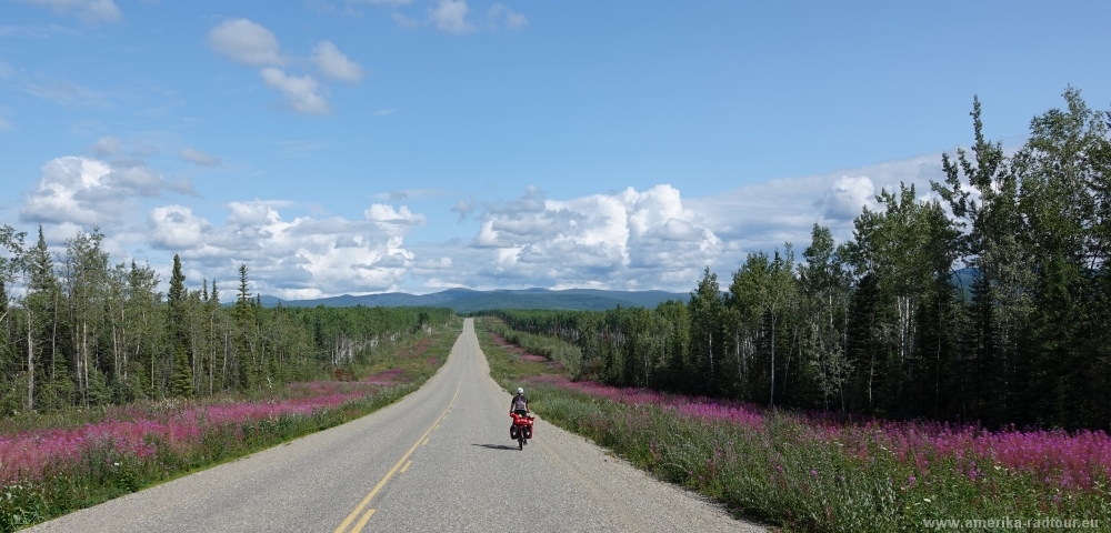 Cycling Klondike Highway northbound to Dawson City.  