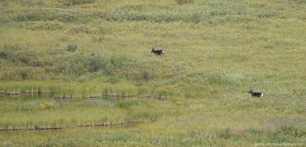 Cycling Denali Highway       